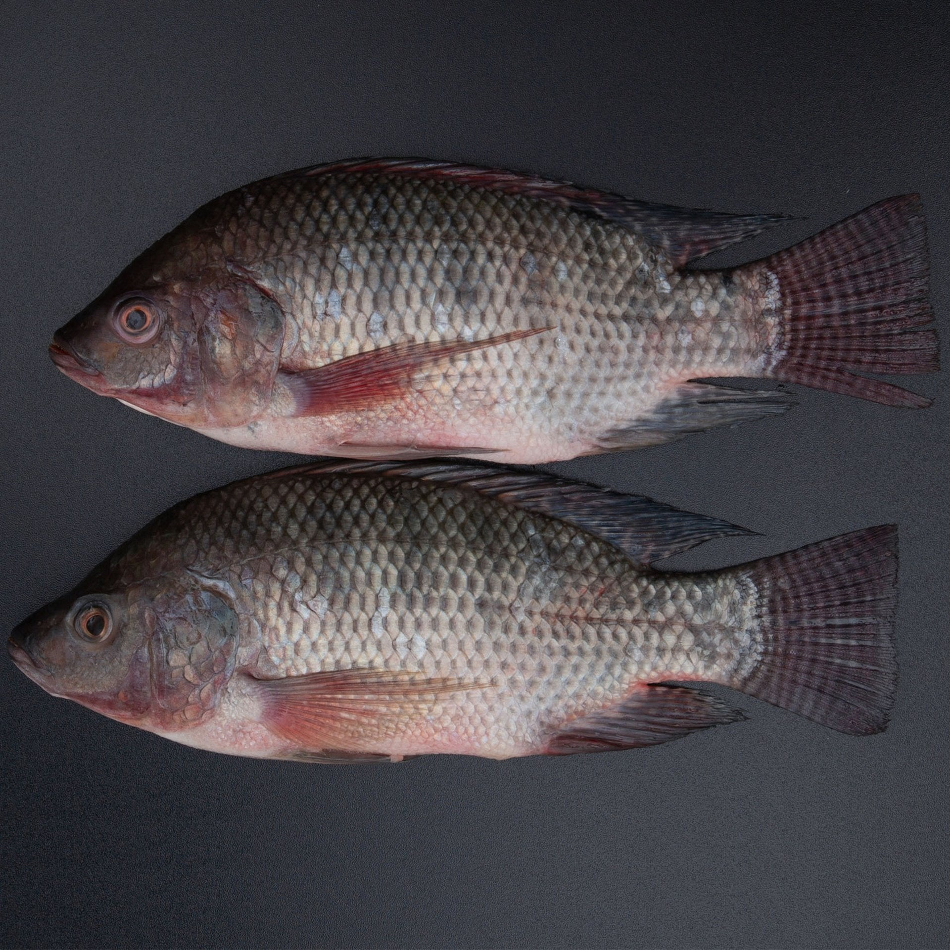 Egyptian Tilapia 1 kg