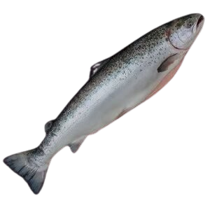 SALMON (1 PER KG)
