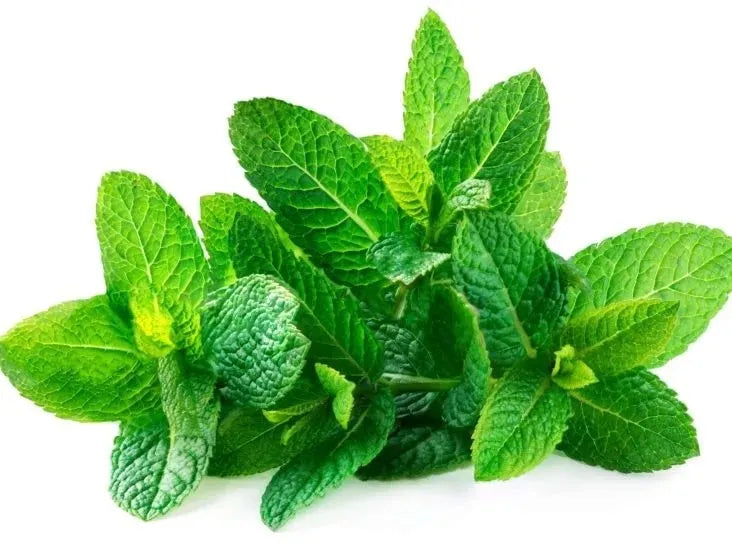 Mint Leaves 1 Pack