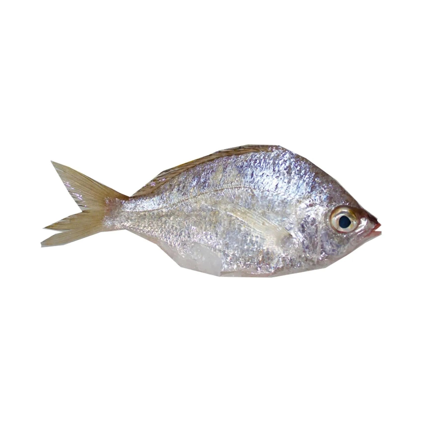 Fresh Badha Fish 500G