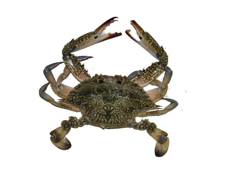 Female Crab, 1Kg