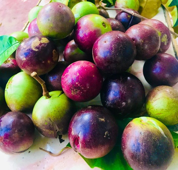 Star Apple