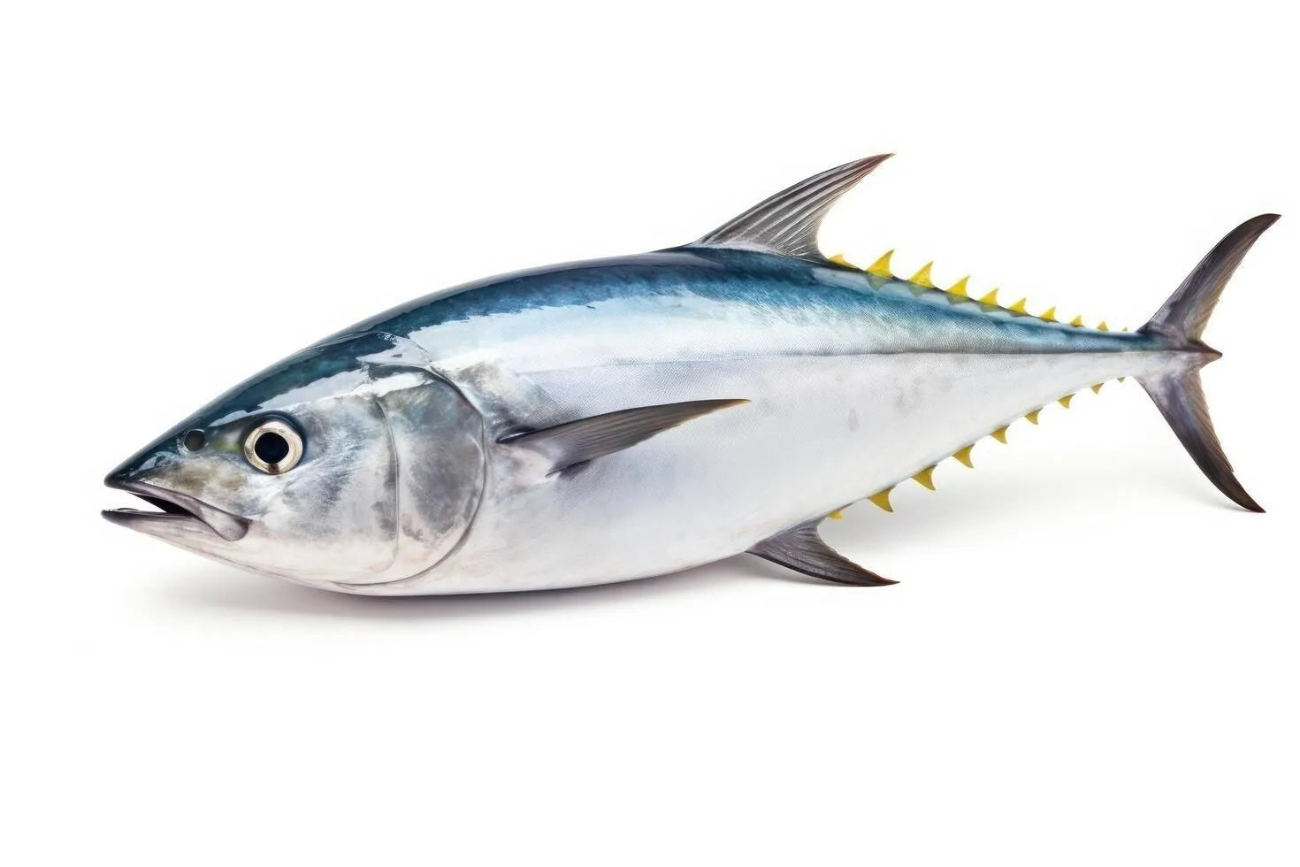 Fresh Tuna Fish 500G