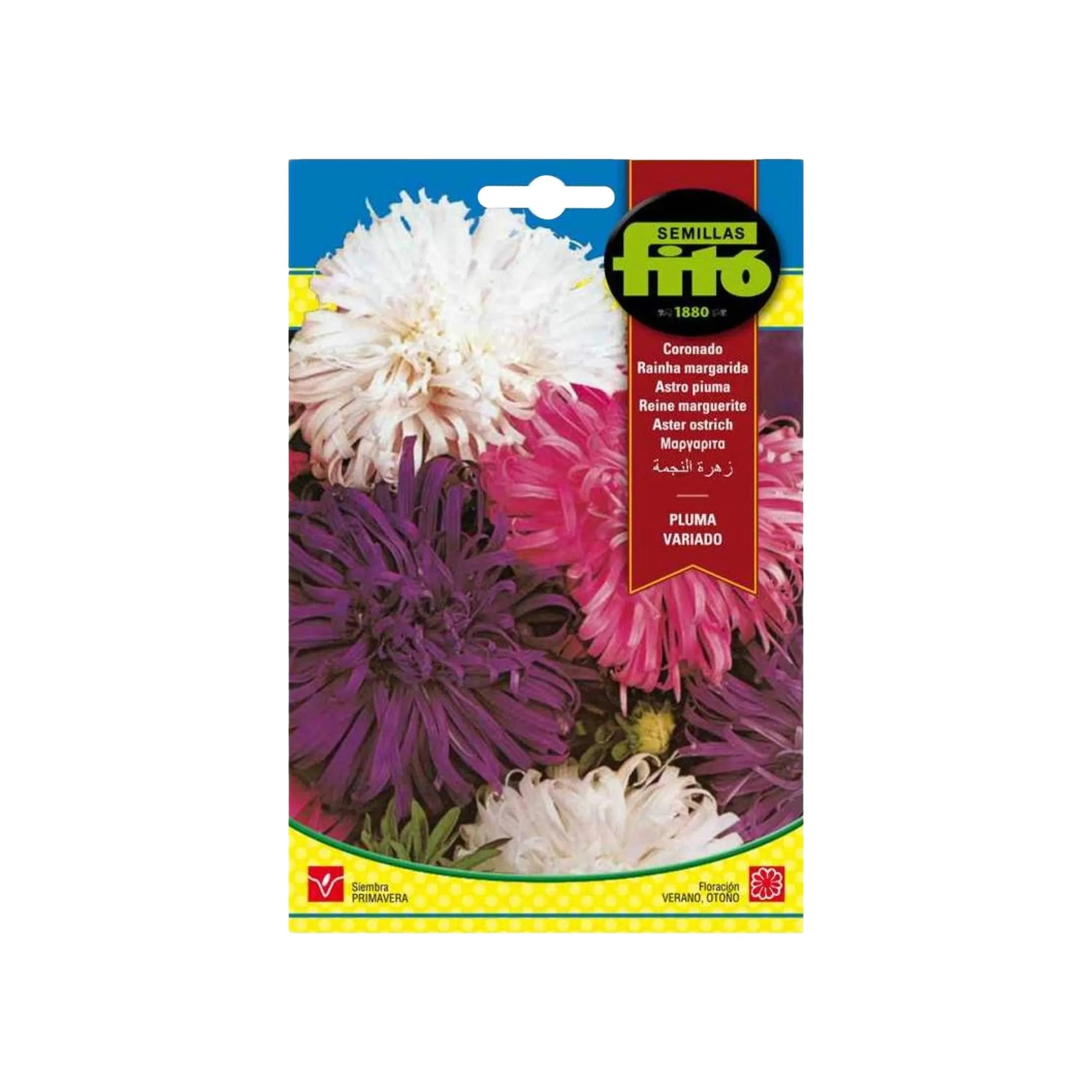 Fito Aster Ostrich Pluma Variado Seeds