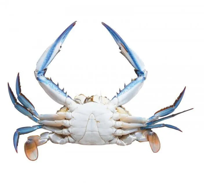 Fresh Crab Male 500G