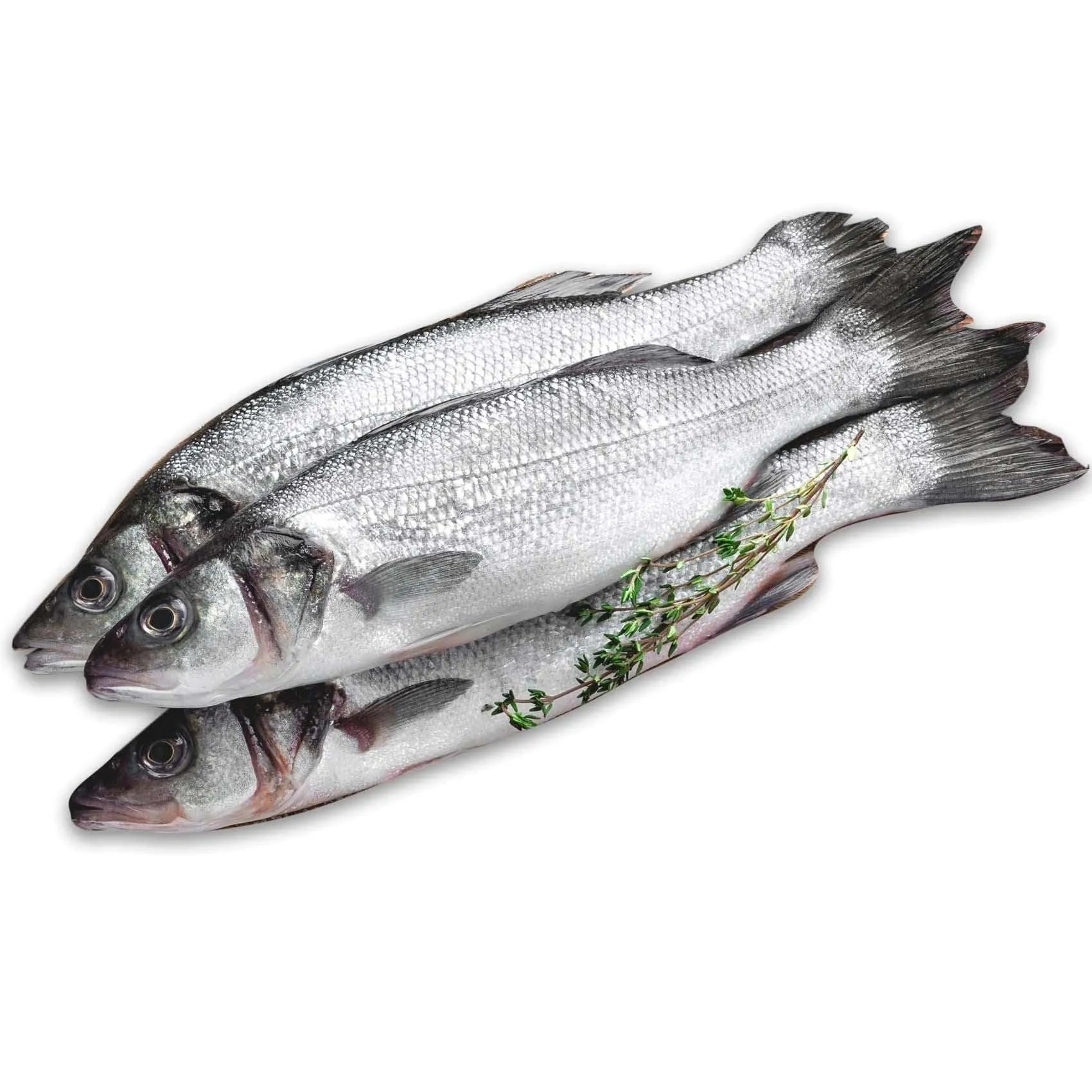 Fresh Sea Bass Fish 500G