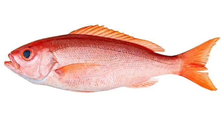 Fresh Red Snapper Fish 1Kg