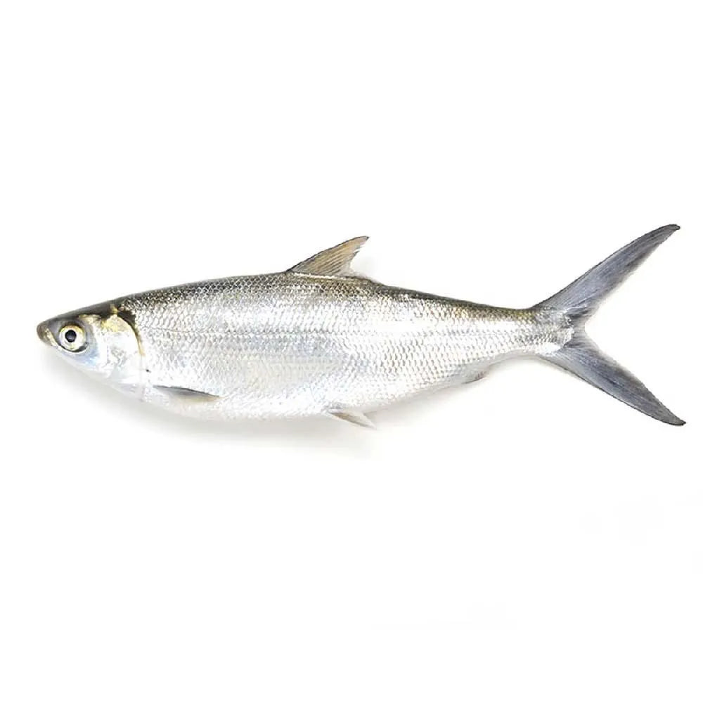 Fresh Milk Fish 500G
