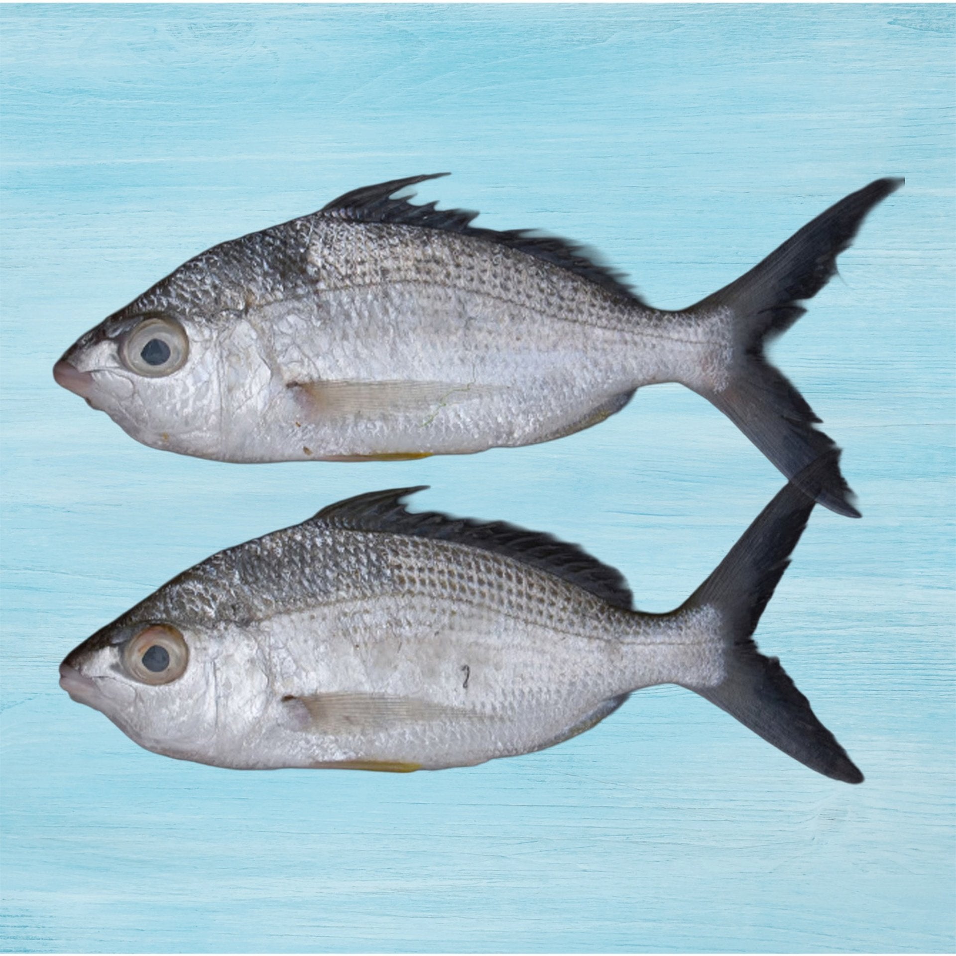 Badha Fish Medium 500 g