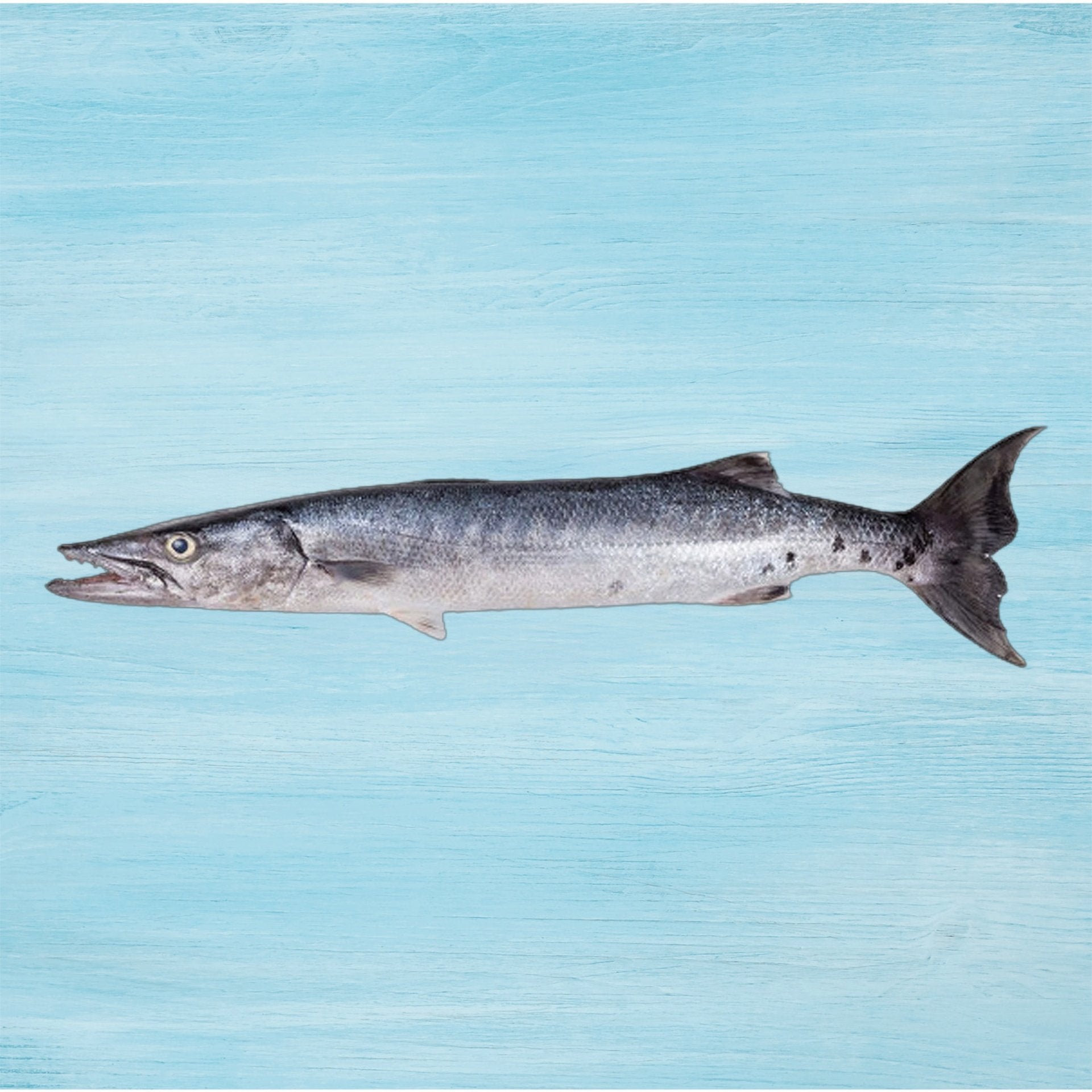 Baracuda Fish Big Whole Cleaned 4 kg