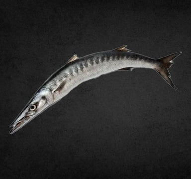 Baracuda Fish Medium 1 kg