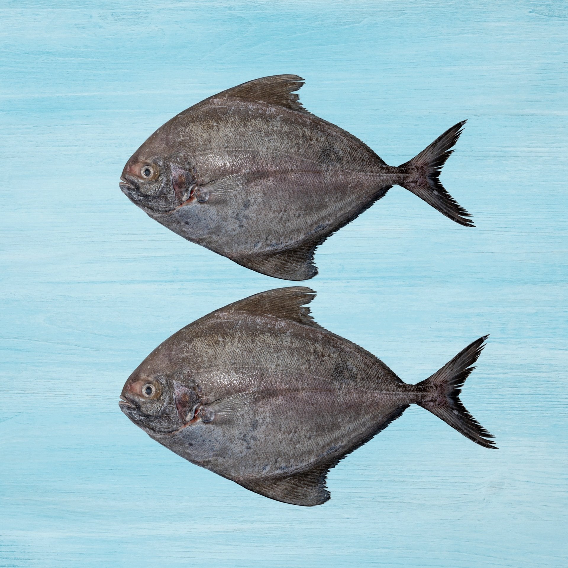 Black Pomfret 1kg