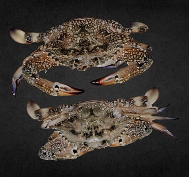 Crab Female Medium Local 500 g