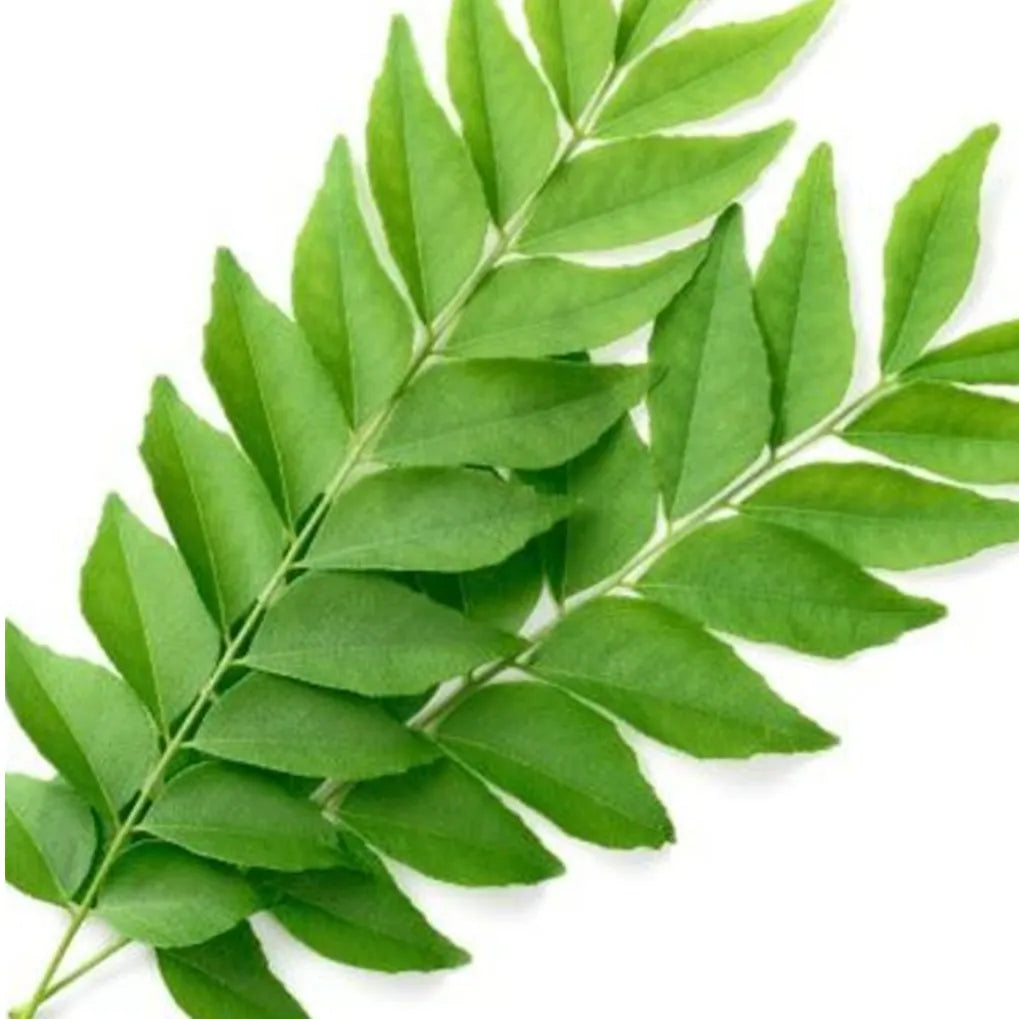 Curry Leaves (1 Pack)