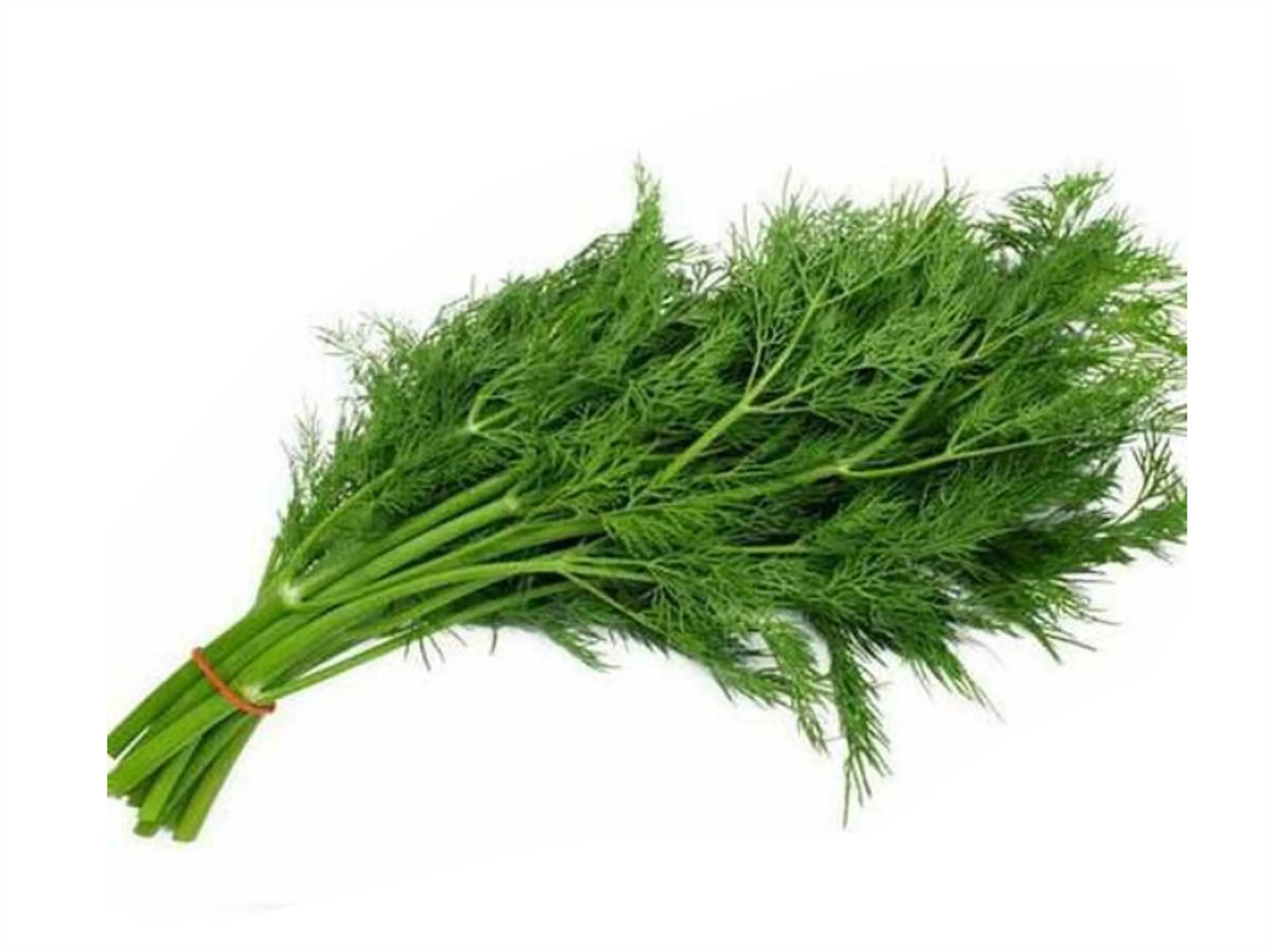 Dill Leaves 1 Bunch