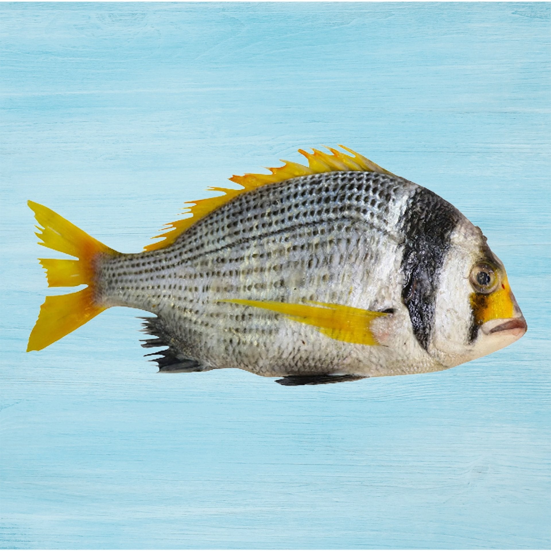 Fasker Fish Medium 1 kg