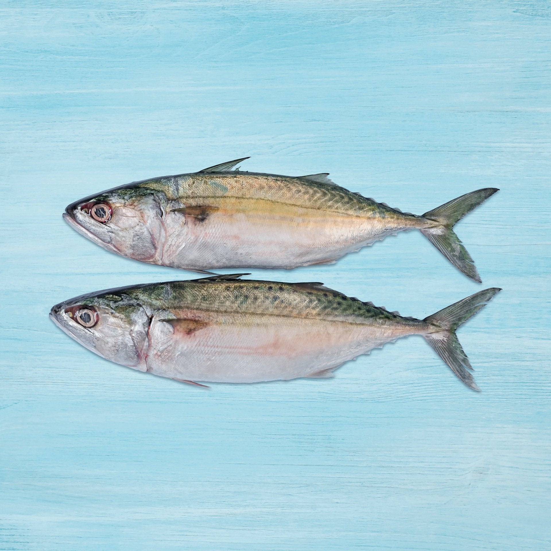 Fresh Big Mackerel Whole Cleaned 1 kg