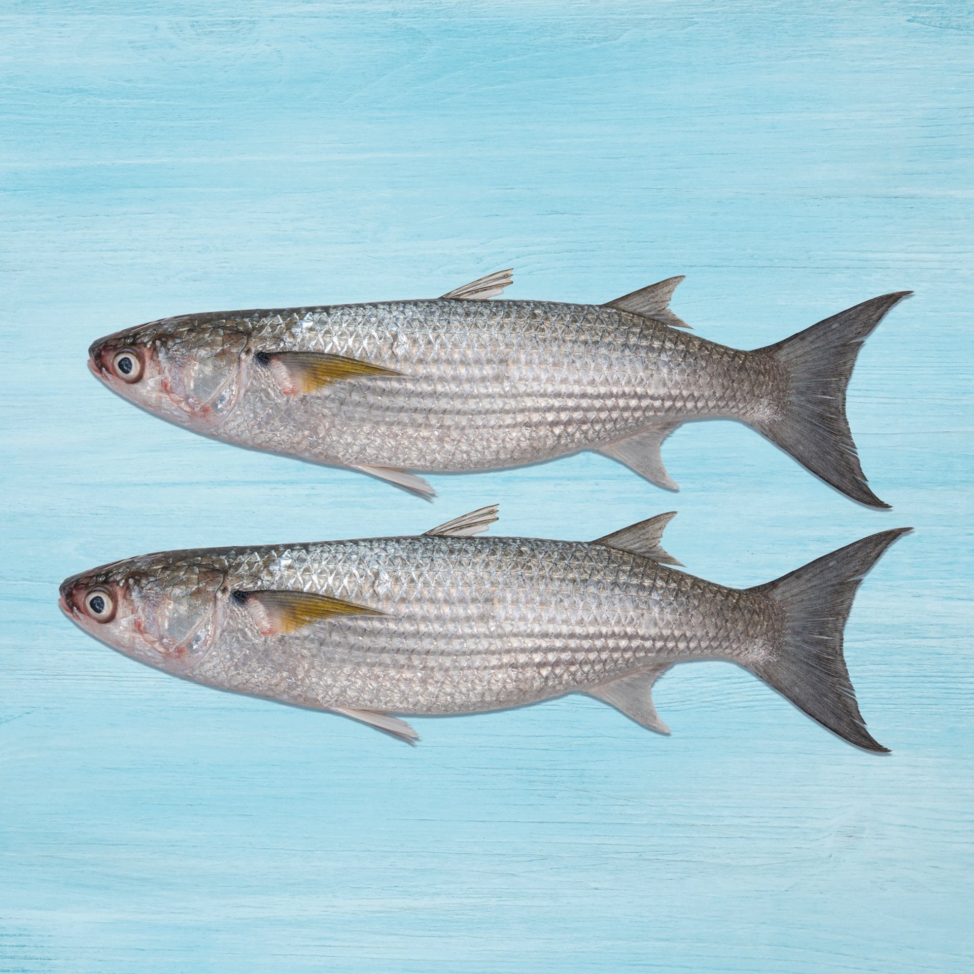 Fresh Biyah Large Whole Cleaned 1 kg