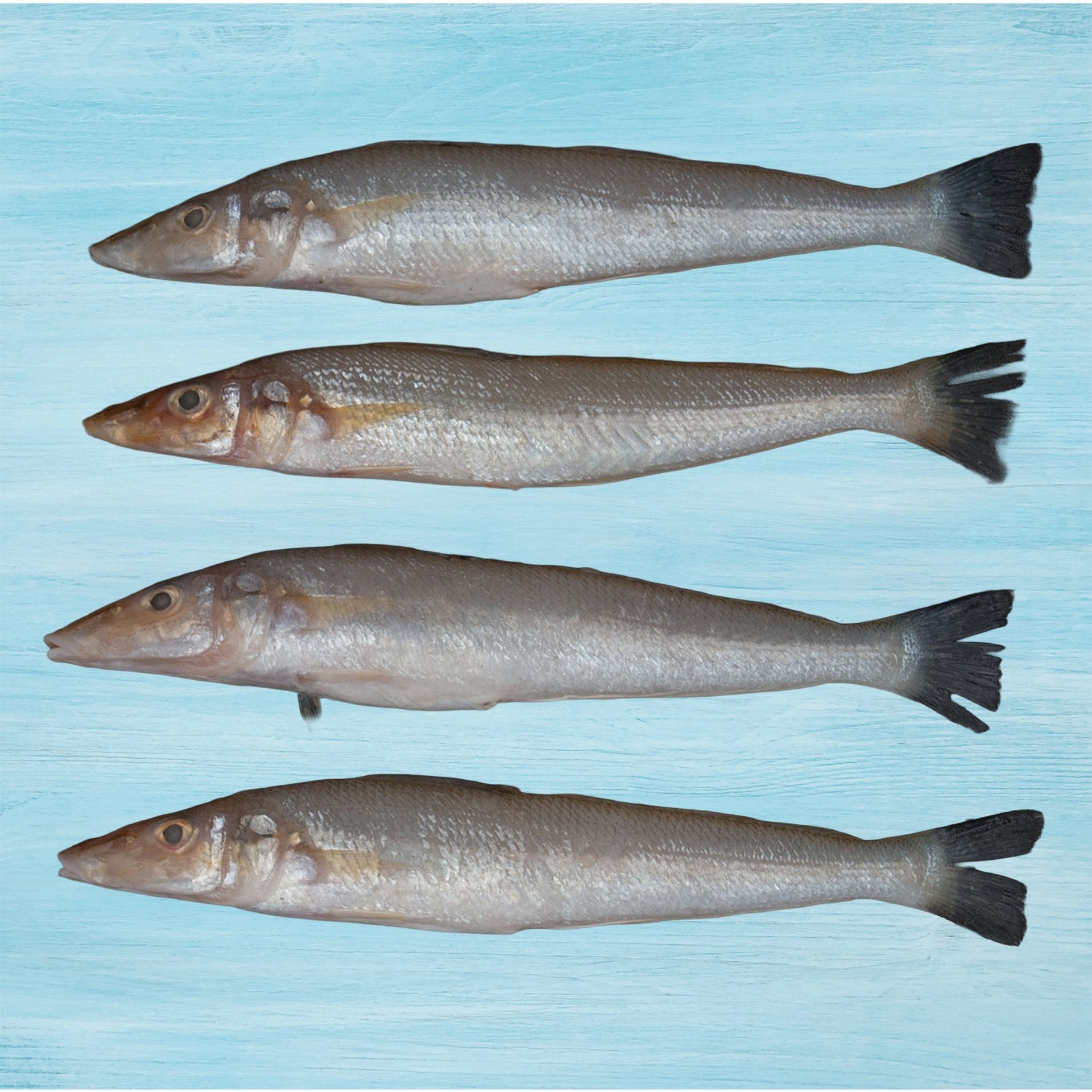 Fresh Lady Fish Big Whole Cleaned 500 g