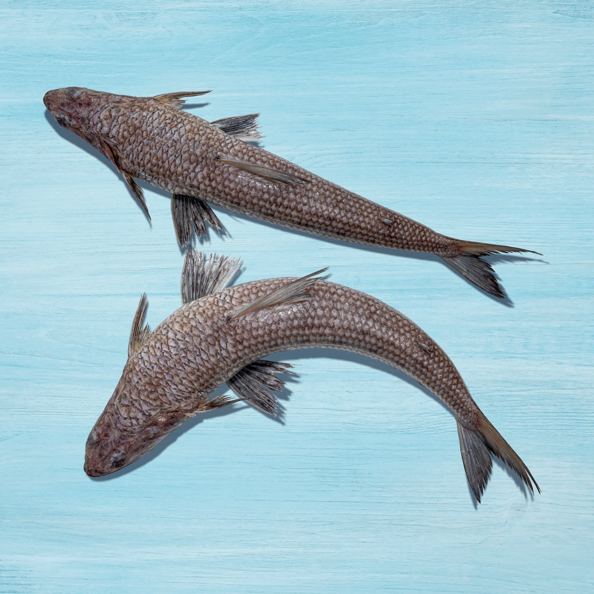 Fresh Makroona Fish Local Whole Cleaned 1 kg