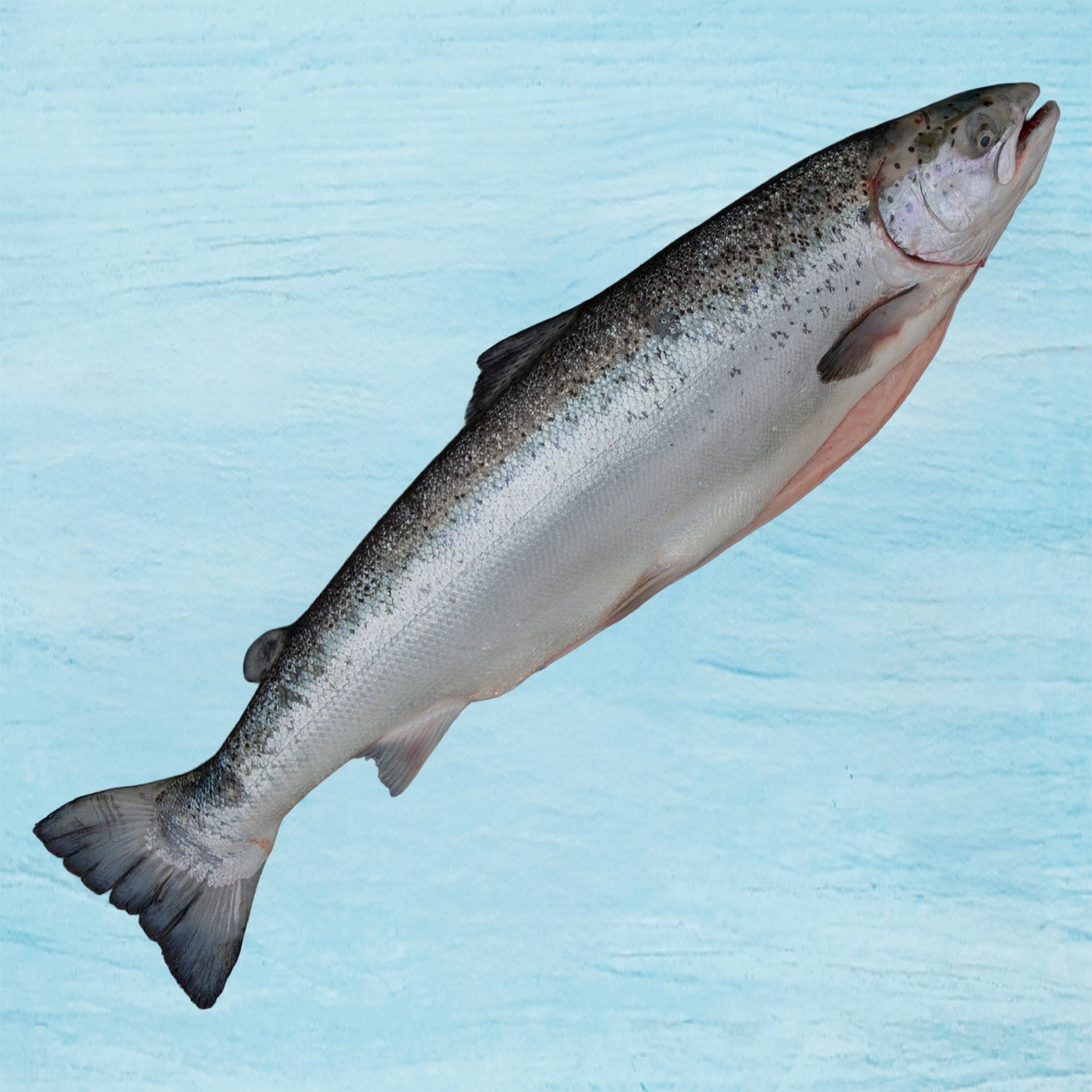 Fresh Norwegian Salmon Whole Small 1.5kg