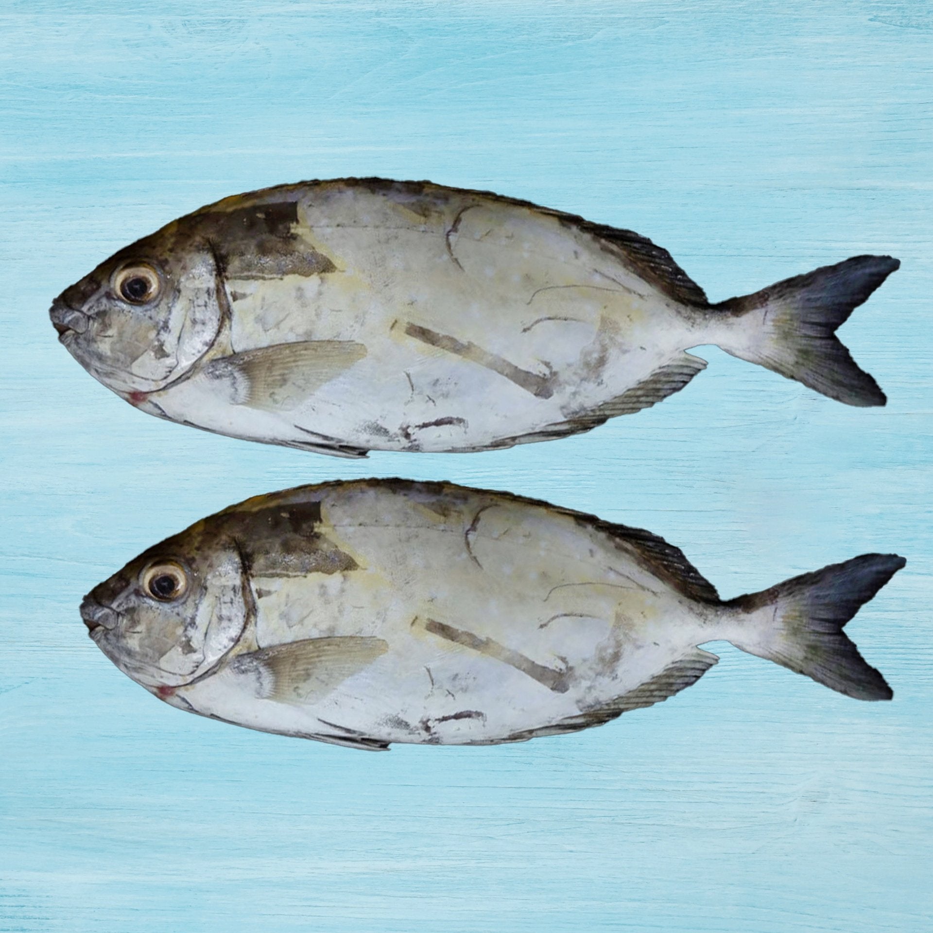 Fresh Safi Fish Medium Whole Cleaned 1 kg