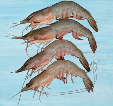 Fresh Sea Prawns Large 500 g
