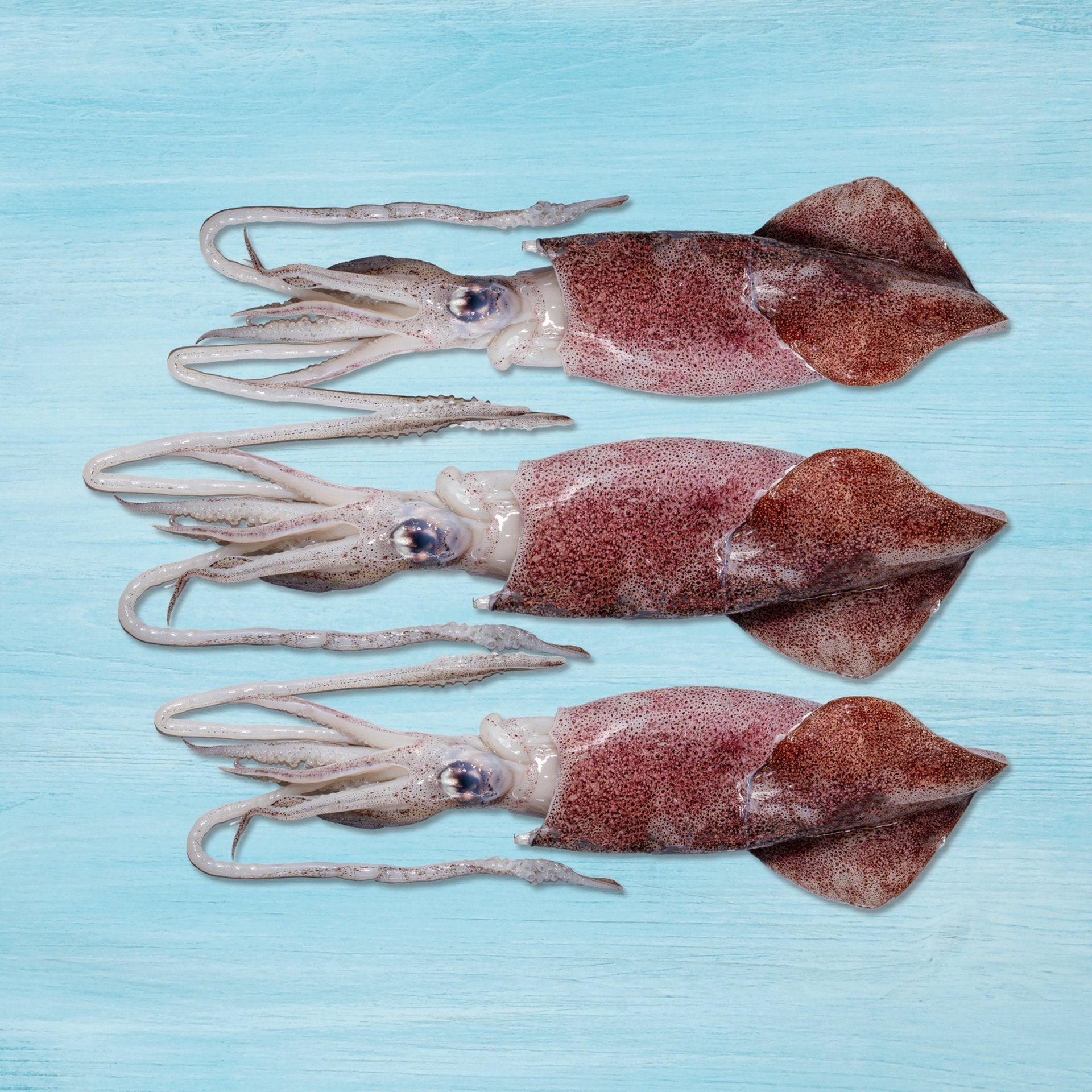 Fresh Squid Whole 10/20 500 g