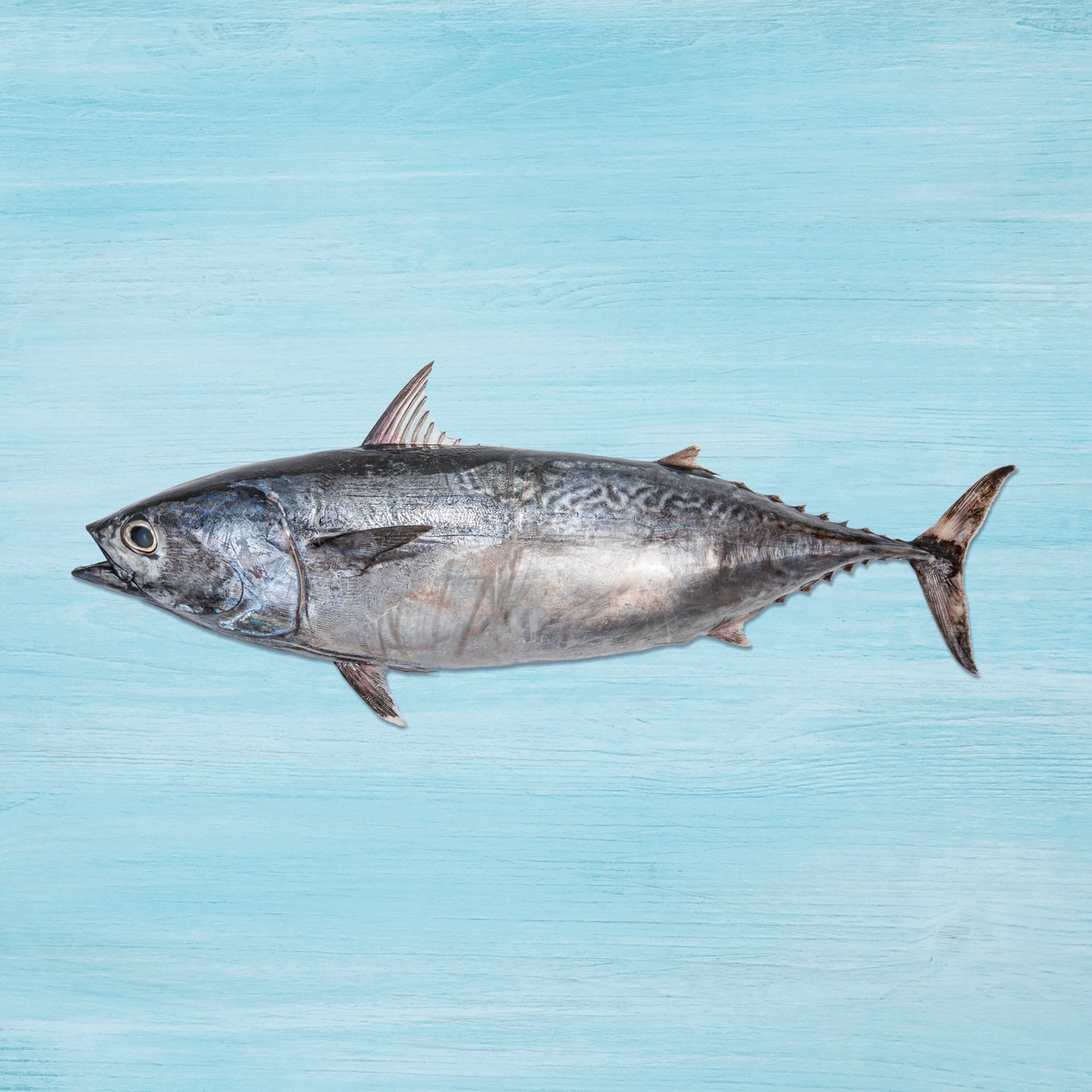 Fresh Tuna Fish Big Whole Cleaned 3 kg