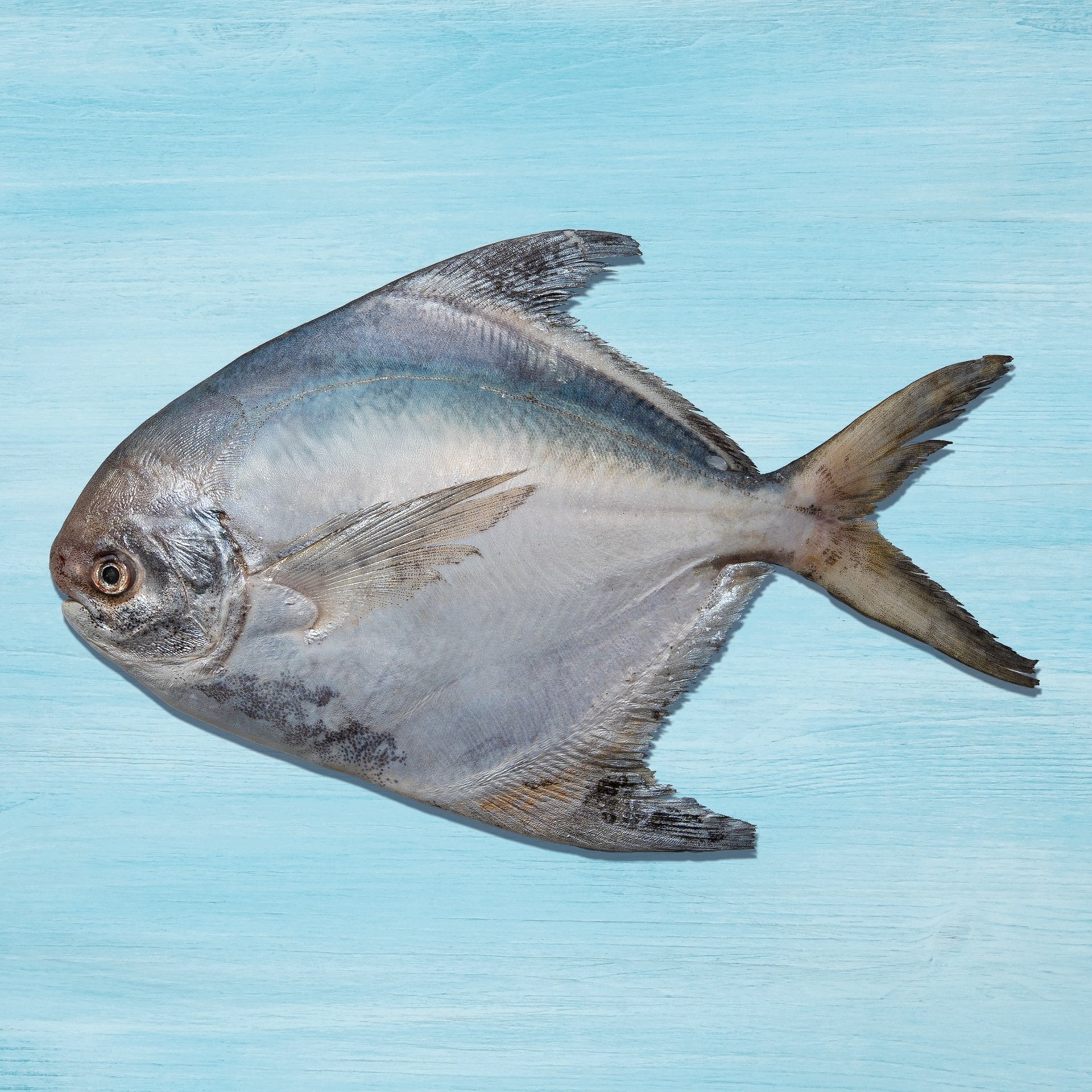 Fresh White Pomfret Medium 500 g