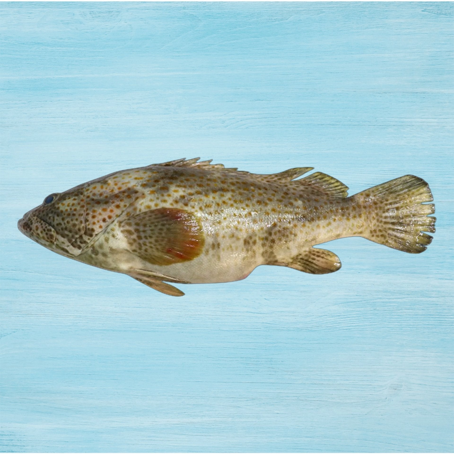 Hamour Fish Medium Whole Cleaned 2 kg