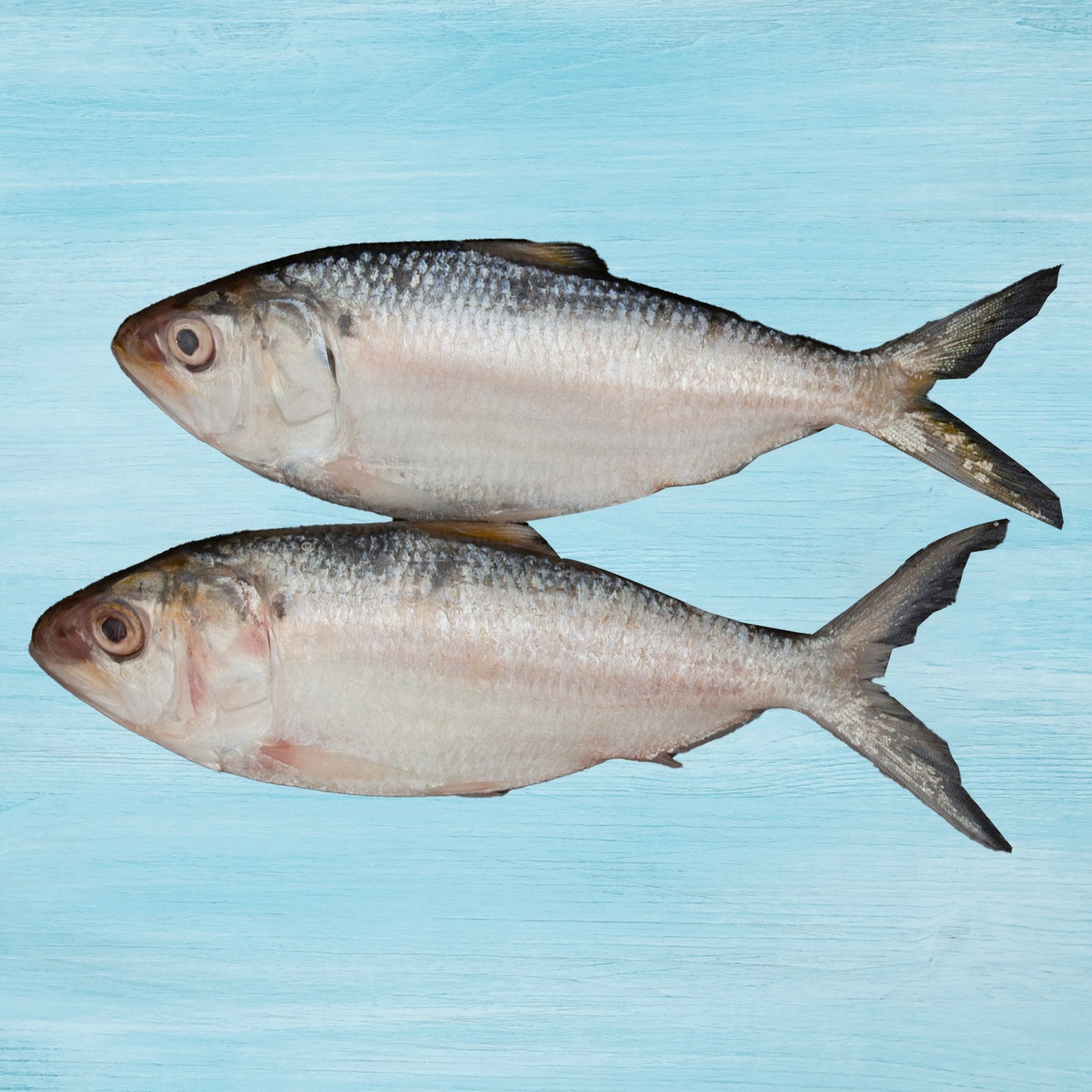 Hilsa (Thody) Fish Whole Cleaned 1 kg