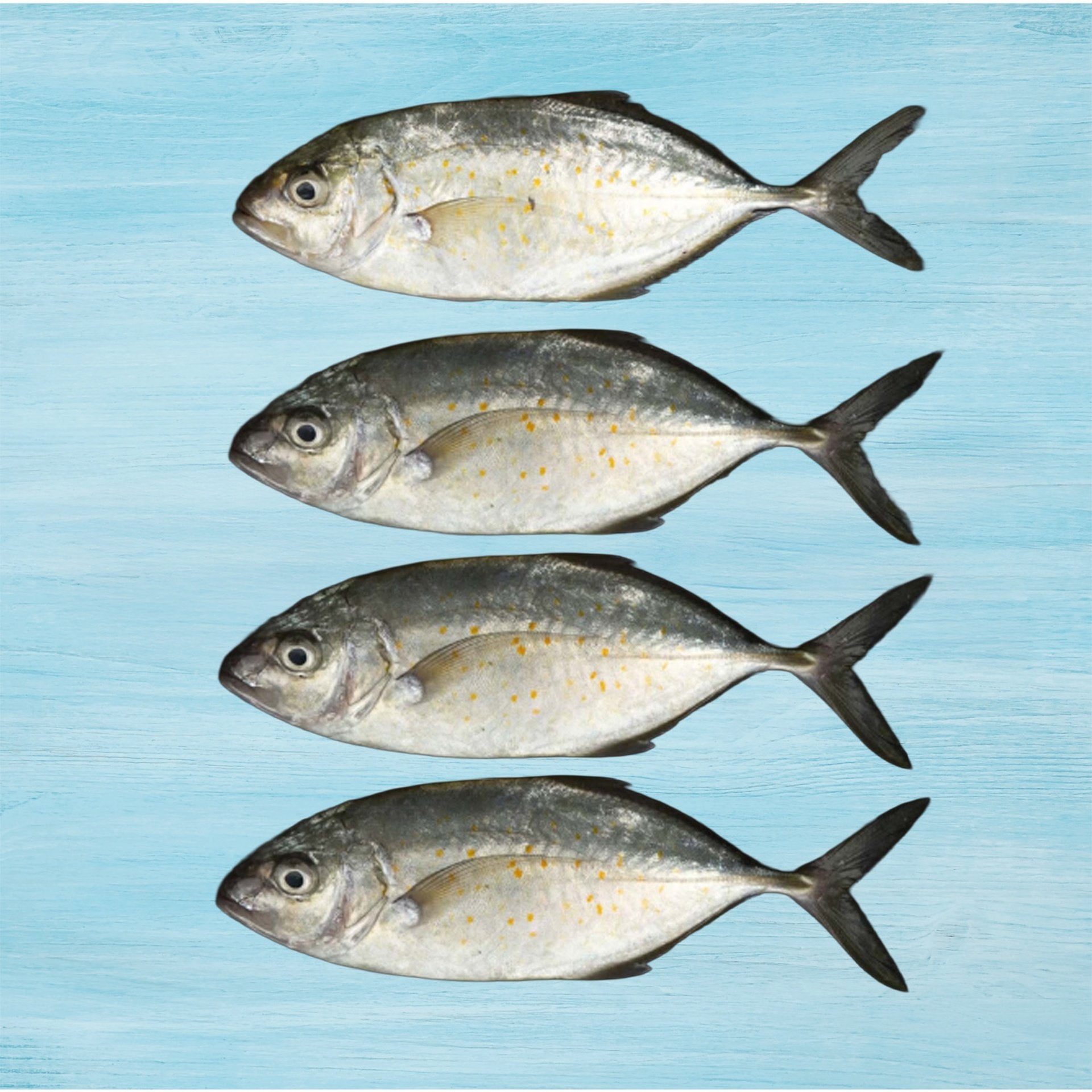 Jest TT Medium 500 g