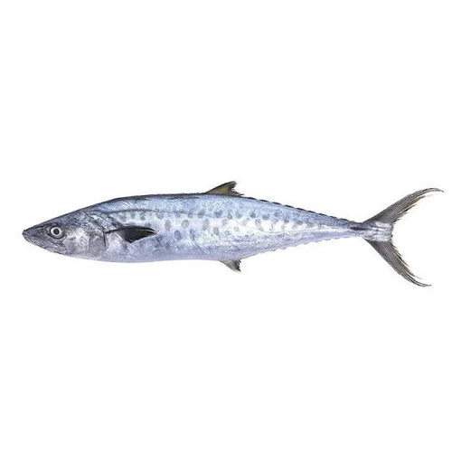 KING FISH (1 PER KG)