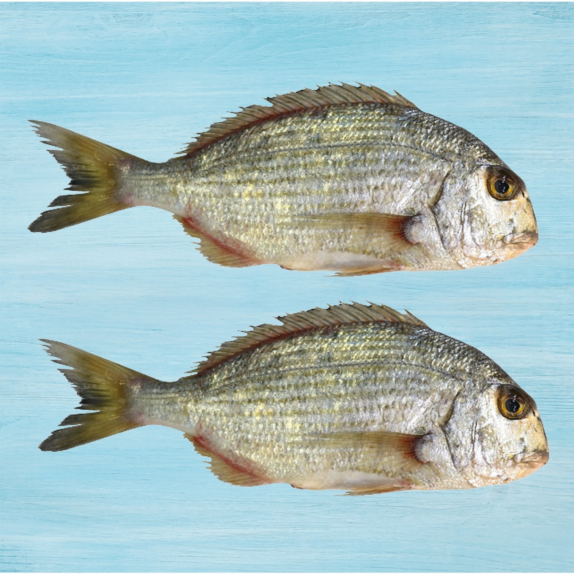 Kurkufan Fish Medium 1 kg