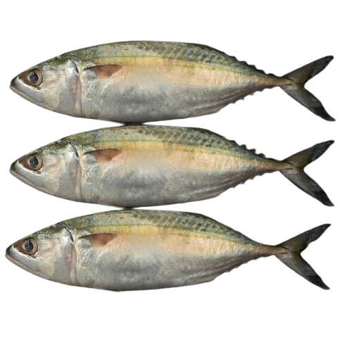 MACKEREL (PER KG)