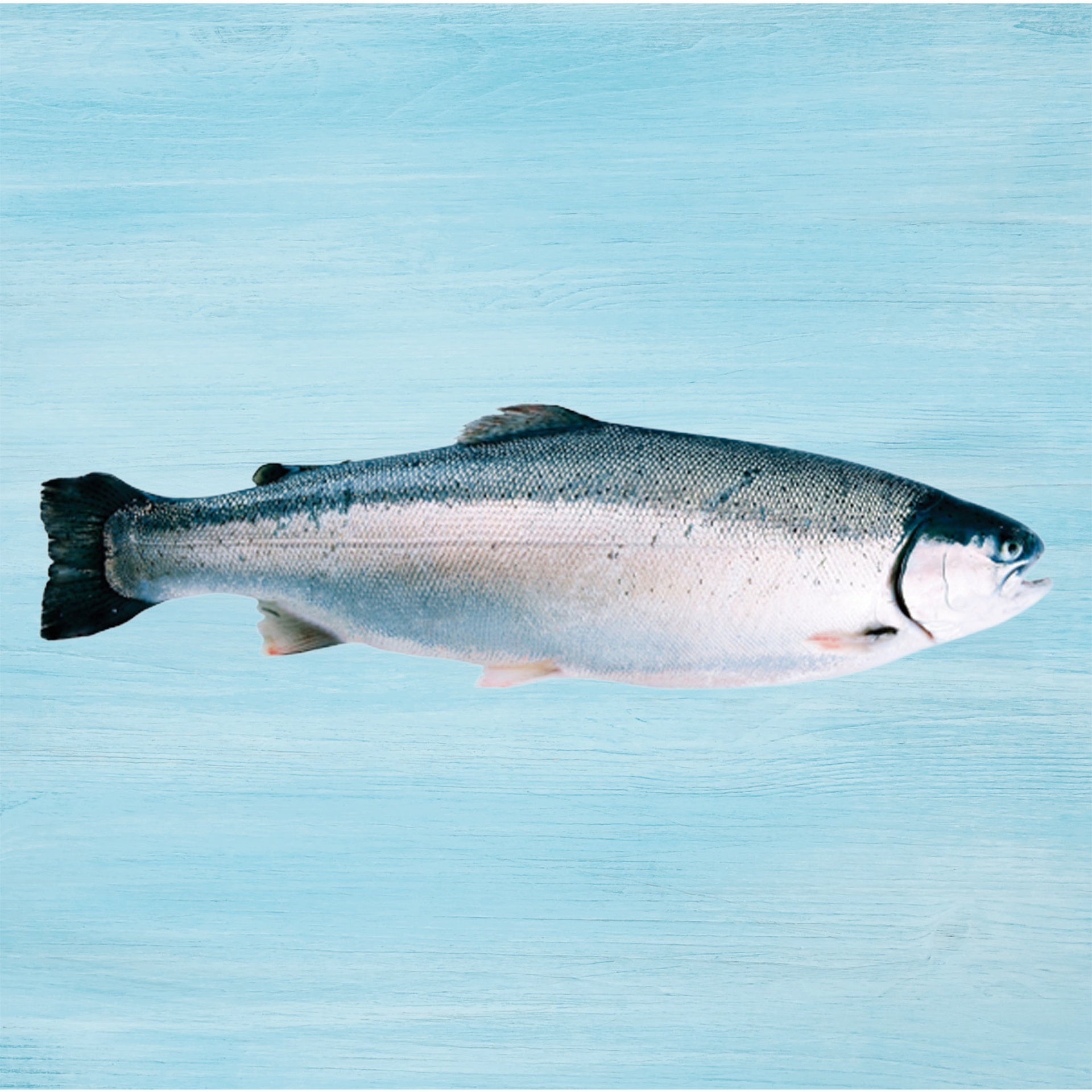 Norwegian Fjord Trout Whole 4.5 kg