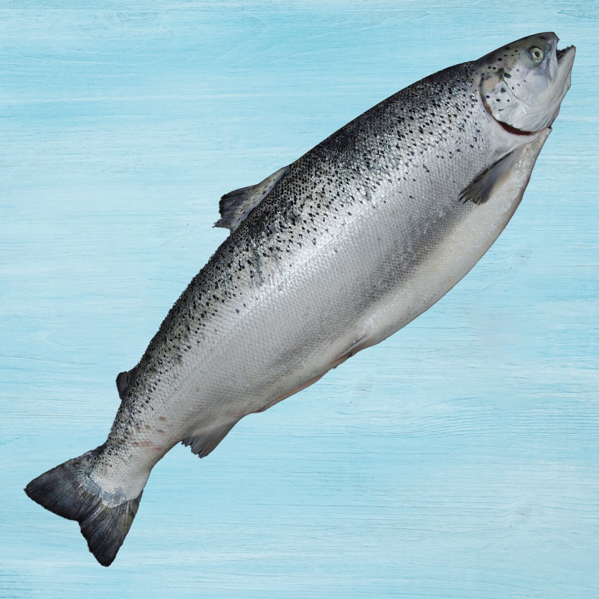 Norwegian Salmon Whole Superior 4.5 kg