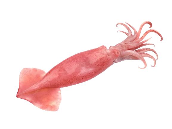 SQUID (PER KG)