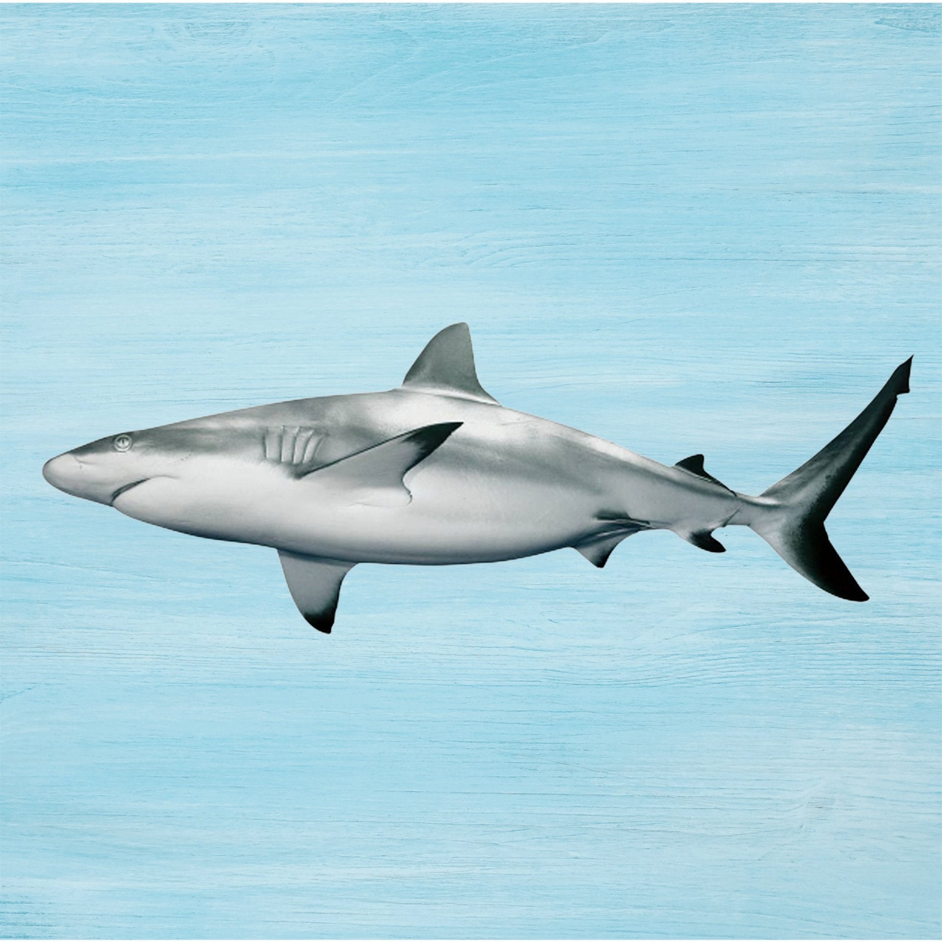 Shark Fish Medium 2 kg