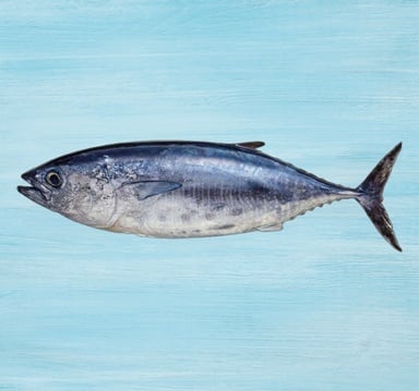 Tuna Fish Medium 1 kg
