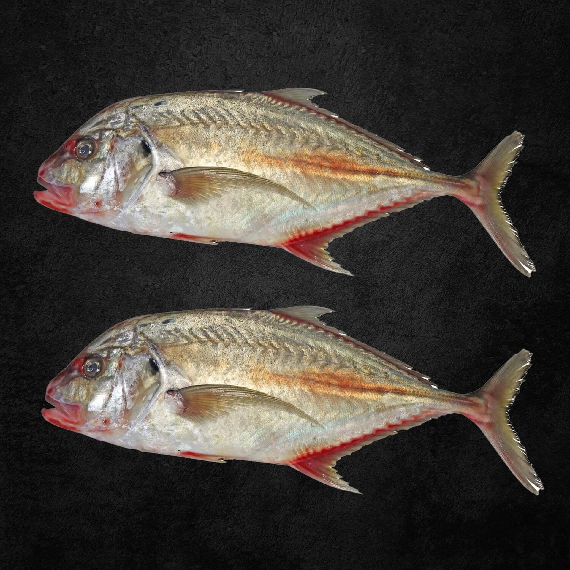 Zubidi Jest Big 1 kg