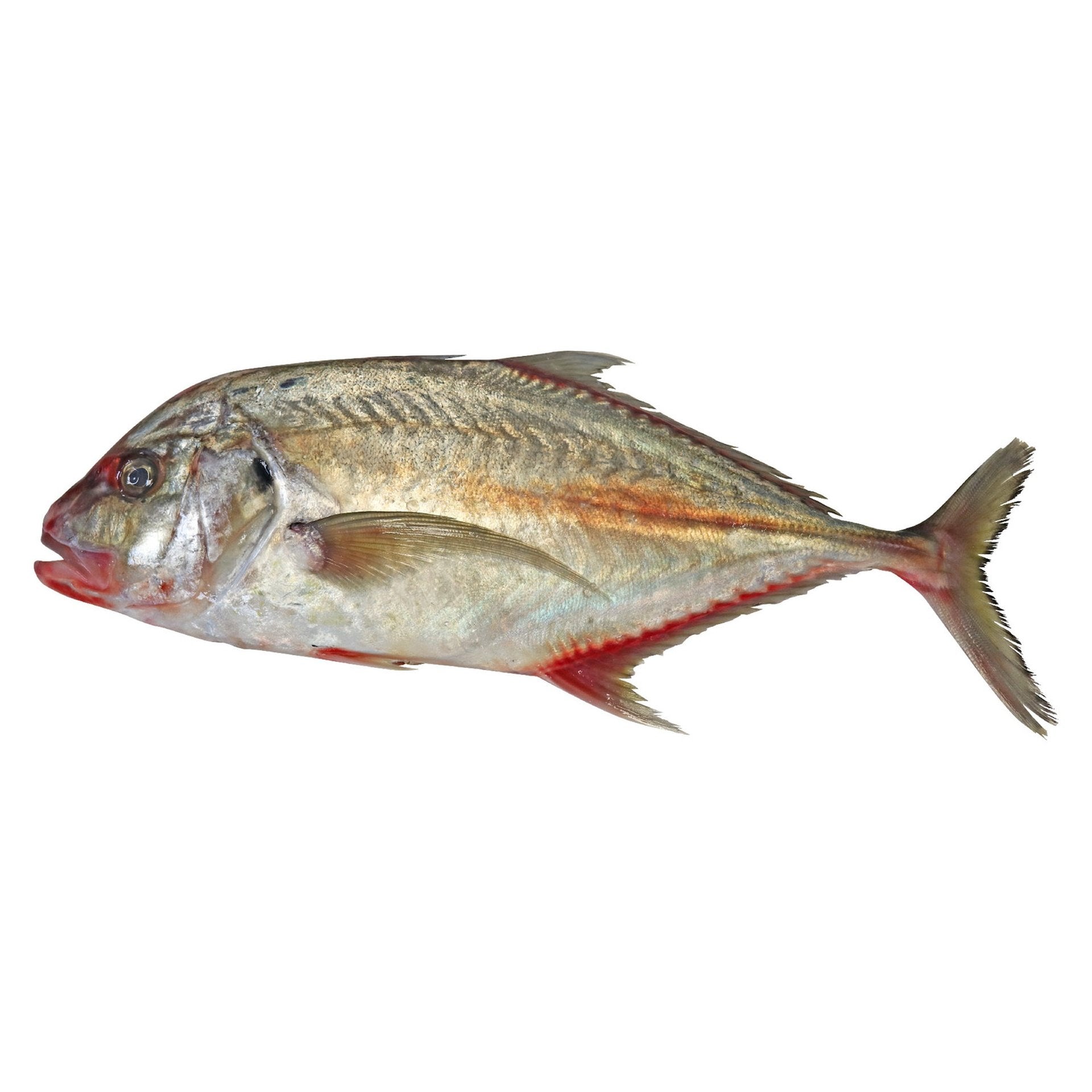 Zubidi Jest Medium 2 kg