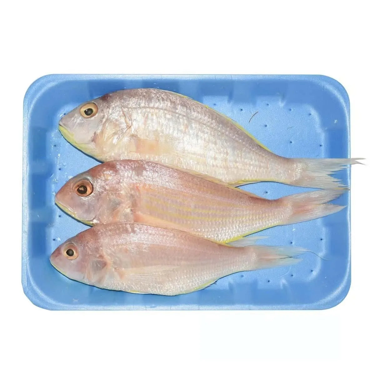 Fresh Sultan Basi Fish 1Kg