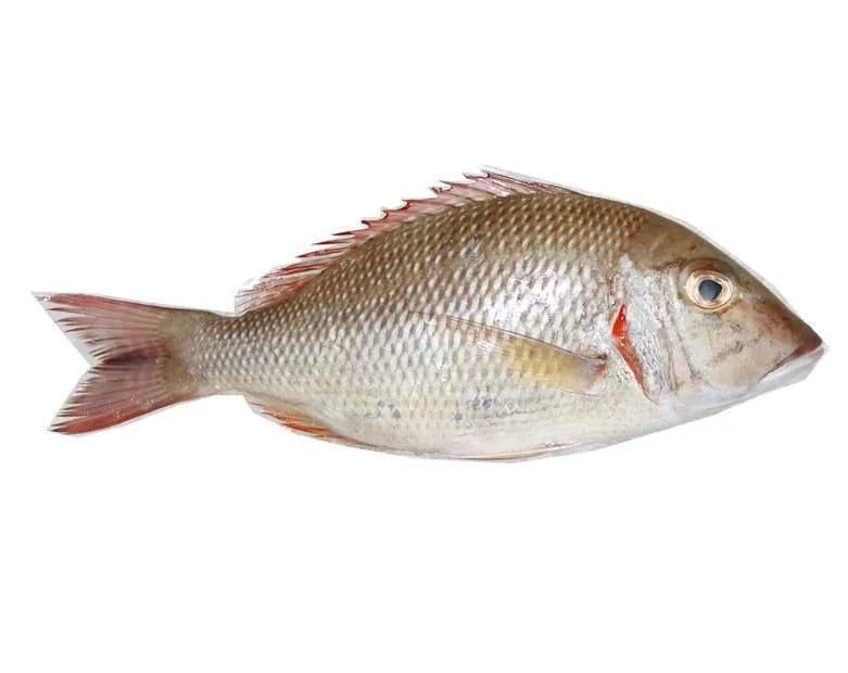 Fresh Sheri Fish 500G