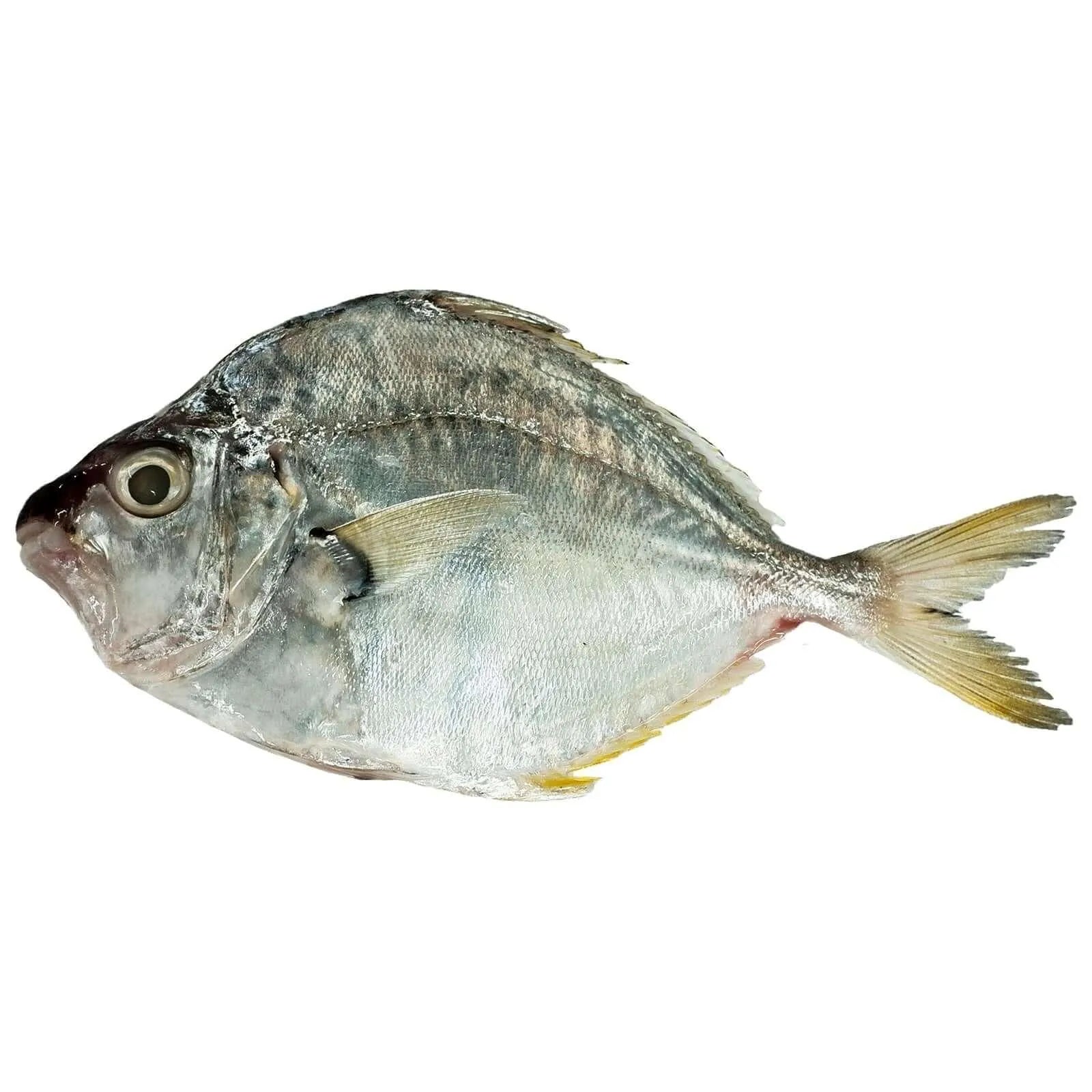 Fresh Sapsap Fish 1Kg